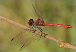 <p>VÁŽKA RUDÁ - sameček (Sympetrum sanguineum) (Jiříkov)</p>